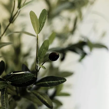 Olive Koukaki Athens